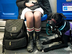 How to get your dog used to public transport