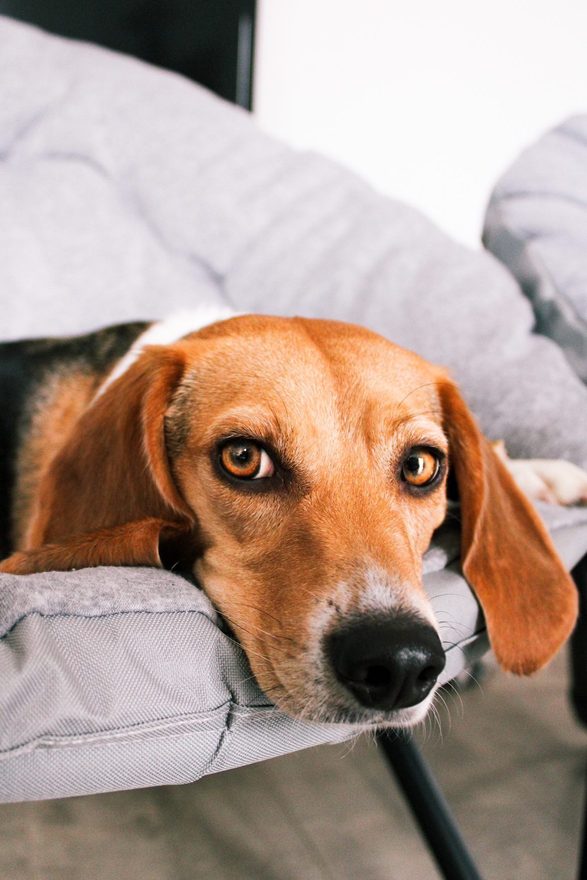 Spotlight on breeds : Beagles