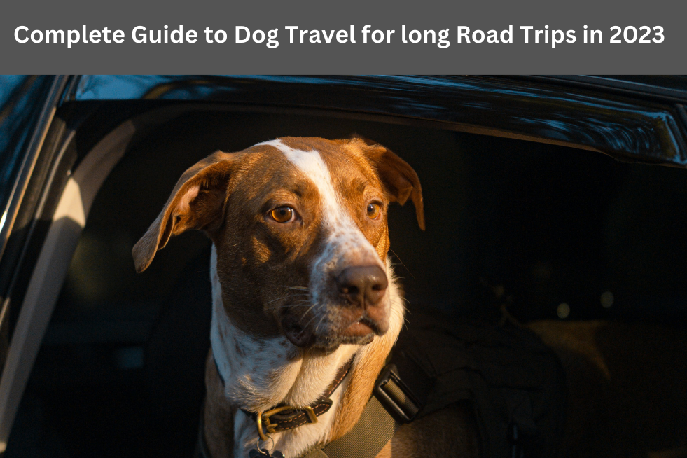 Guide complet du chien pour les longs voyages en voiture en 2023| Couvrant la santé et les situations d'urgence