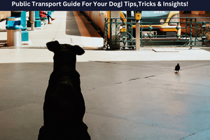 Guide des transports publics pour votre chien| Trucs, astuces et conseils !