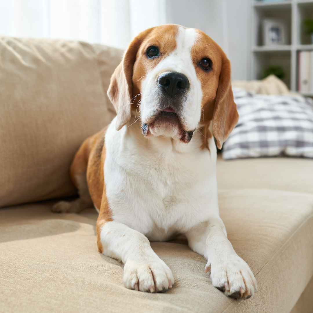 Calming Signals: Understanding What Your Dog is Trying to Tell You