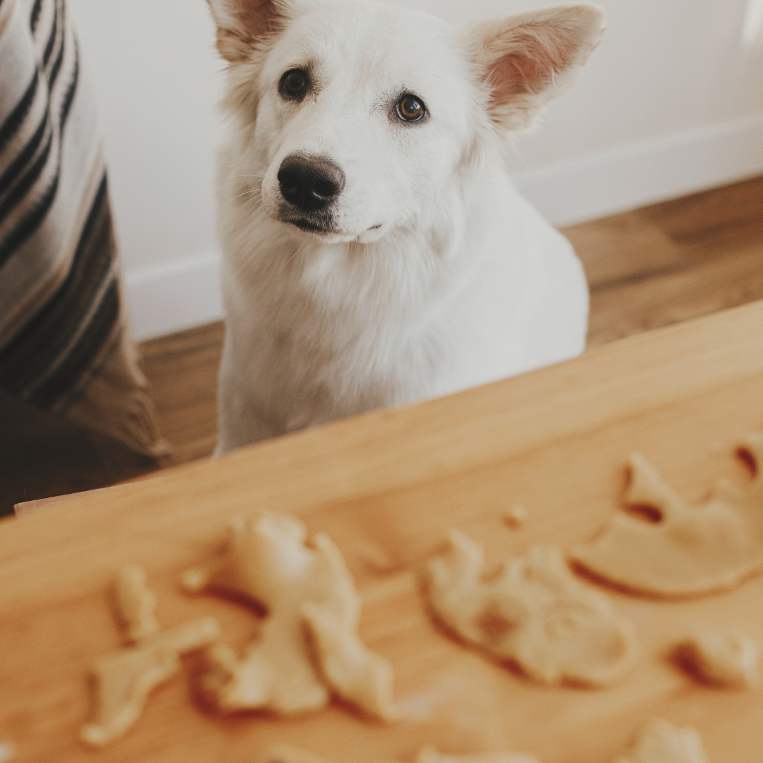 Homemade Dog Recipes: Nutritious and Balanced Meals for Your Canine Companion