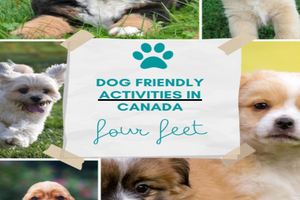 Dog-Friendly Activities in Major Cities of Canada