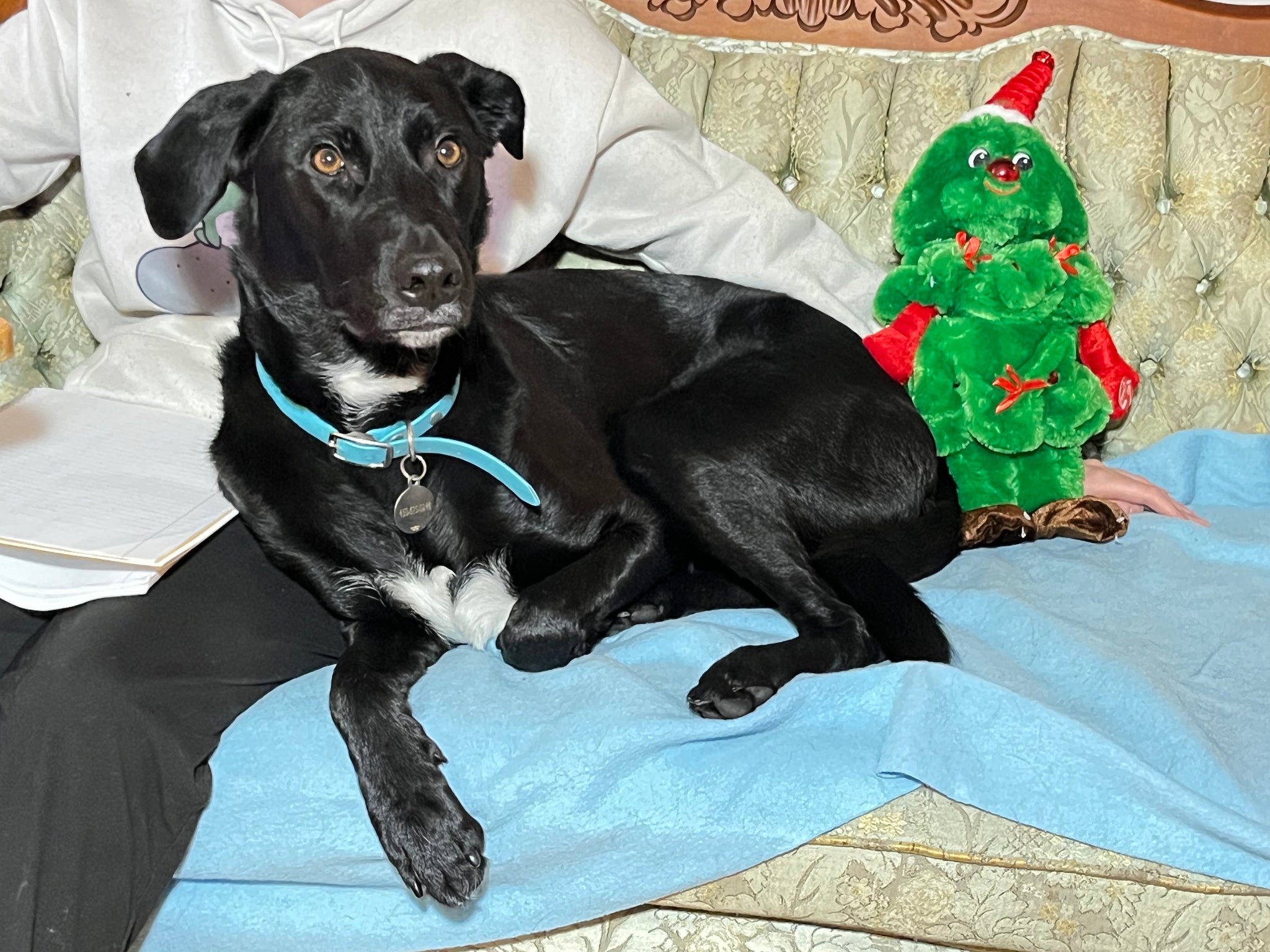 Christmas with doggo