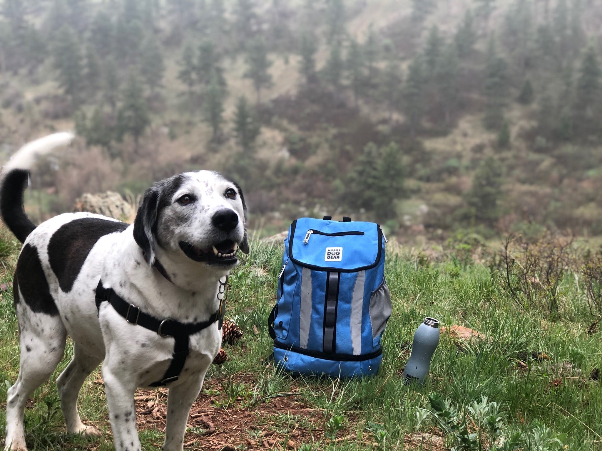 Keeping Your Dog Healthy on the Go