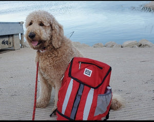 5 Tips for Traveling With Your Dog
