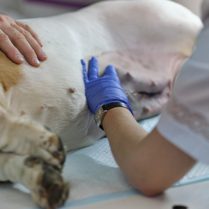 Dog care : Sterilization