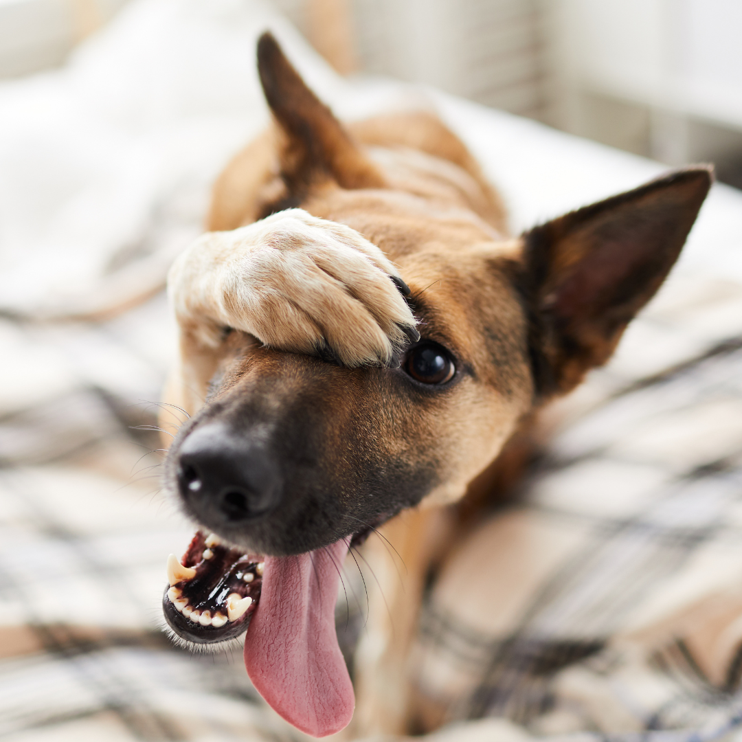 Education tips : Managing Undesirable Behaviors in Dogs