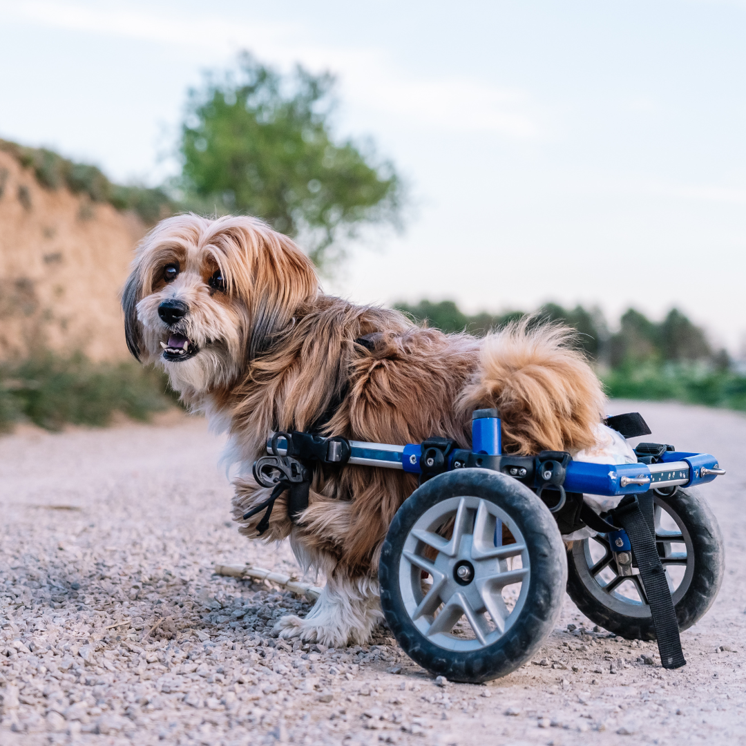 Education tips : Training for Disabled Dogs