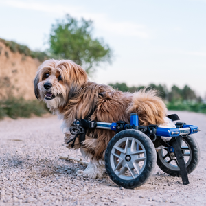 Conseils d'éducation : Entraînement des chiens handicapés