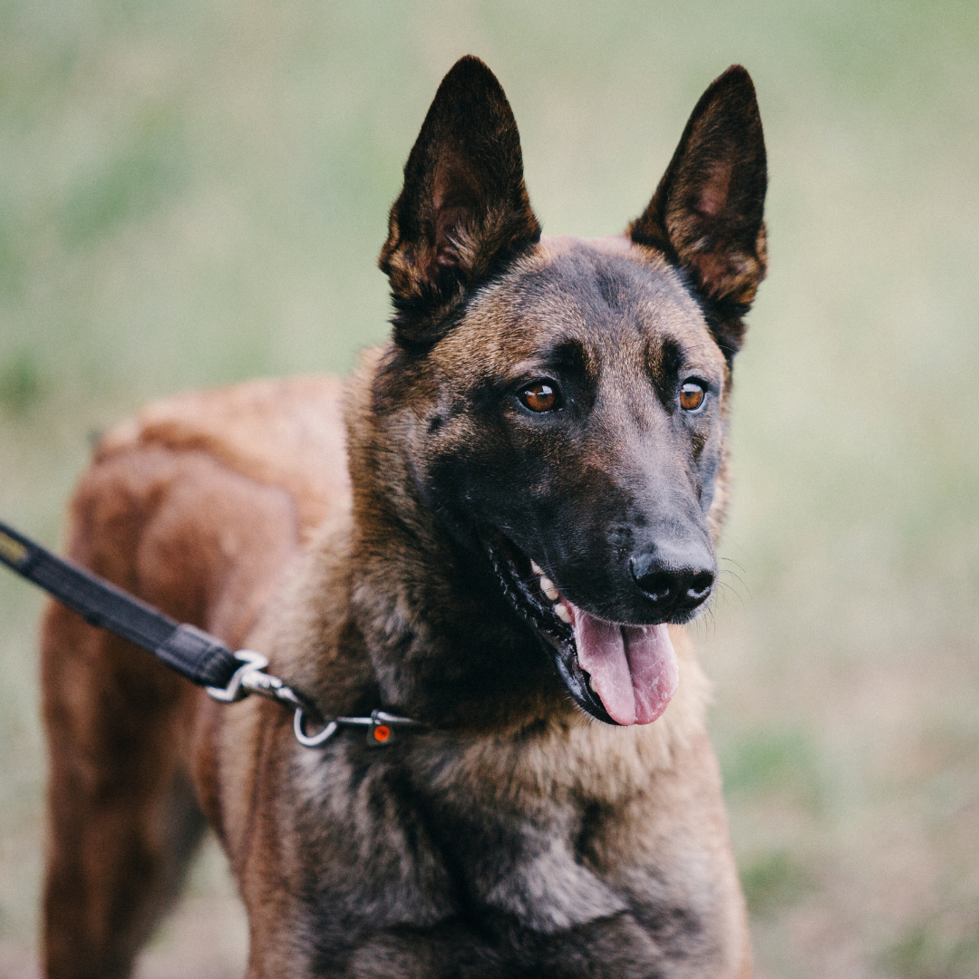 The Different Types of Working Dogs and Their Functions