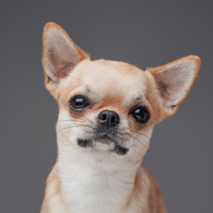 Spotlight on breeds : Chihuahua