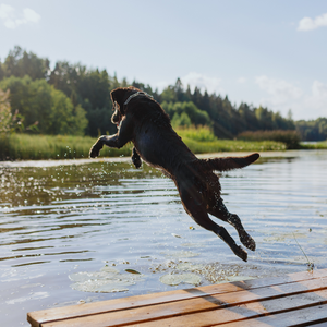 Summer dogs sports : Dock Diving