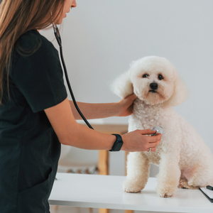 Dog care : Health