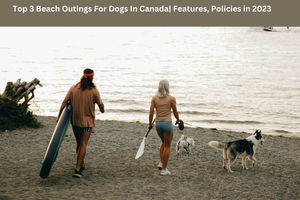 Top 3 des sorties de plage pour chiens au Canada| Caractéristiques, politiques en 2023