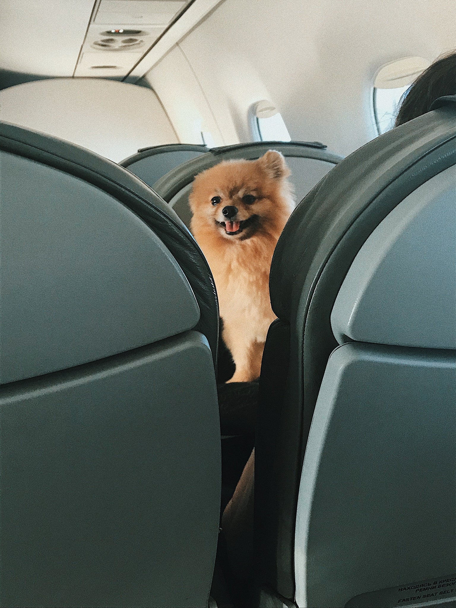 Tips to travel by air with your dog