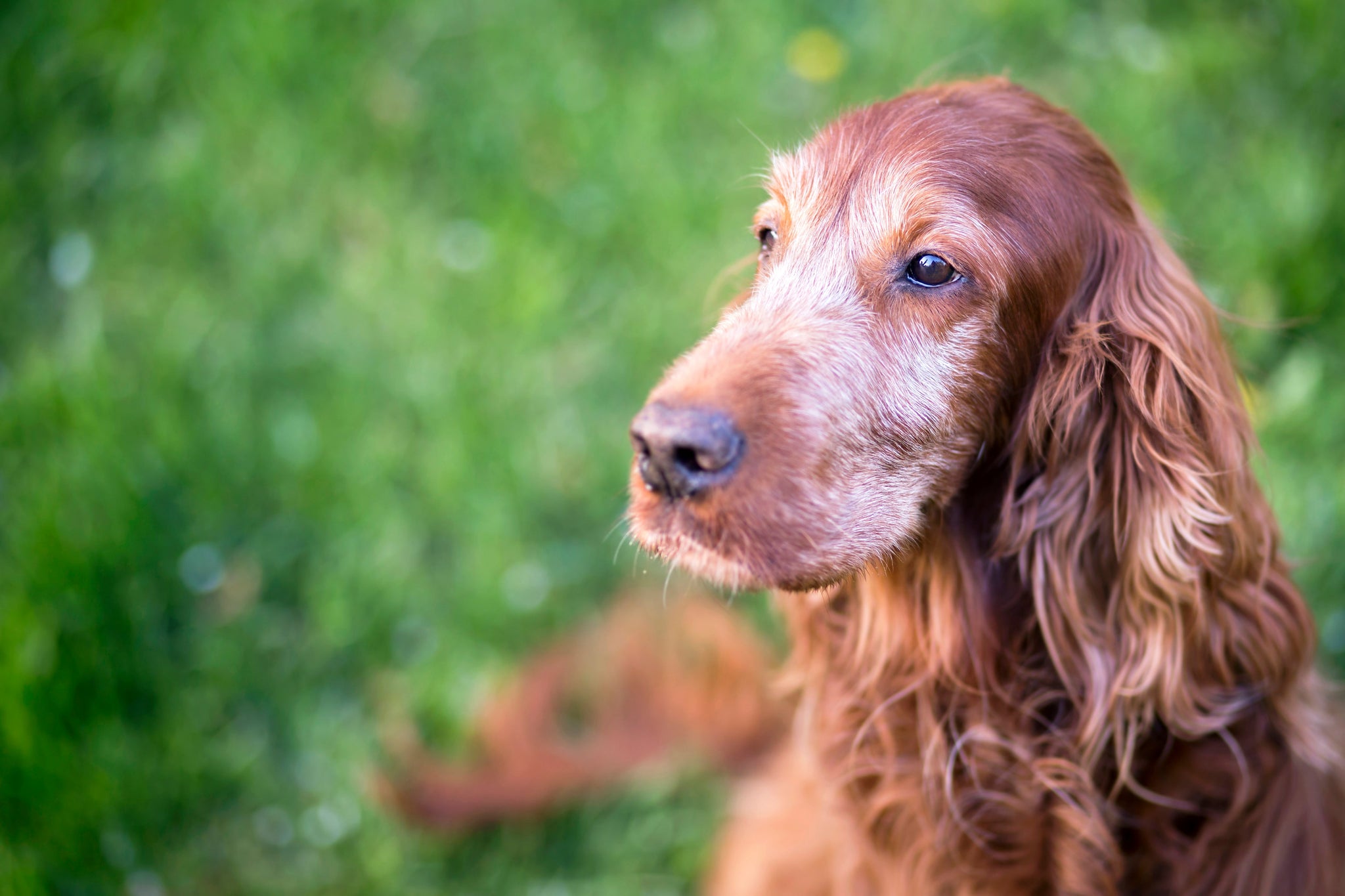 Education tips : training for senior dogs
