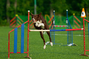 Summer dog sports: Agility