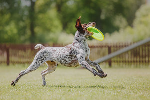 Unleash the Athlete Within: Sports and Canine Competitions