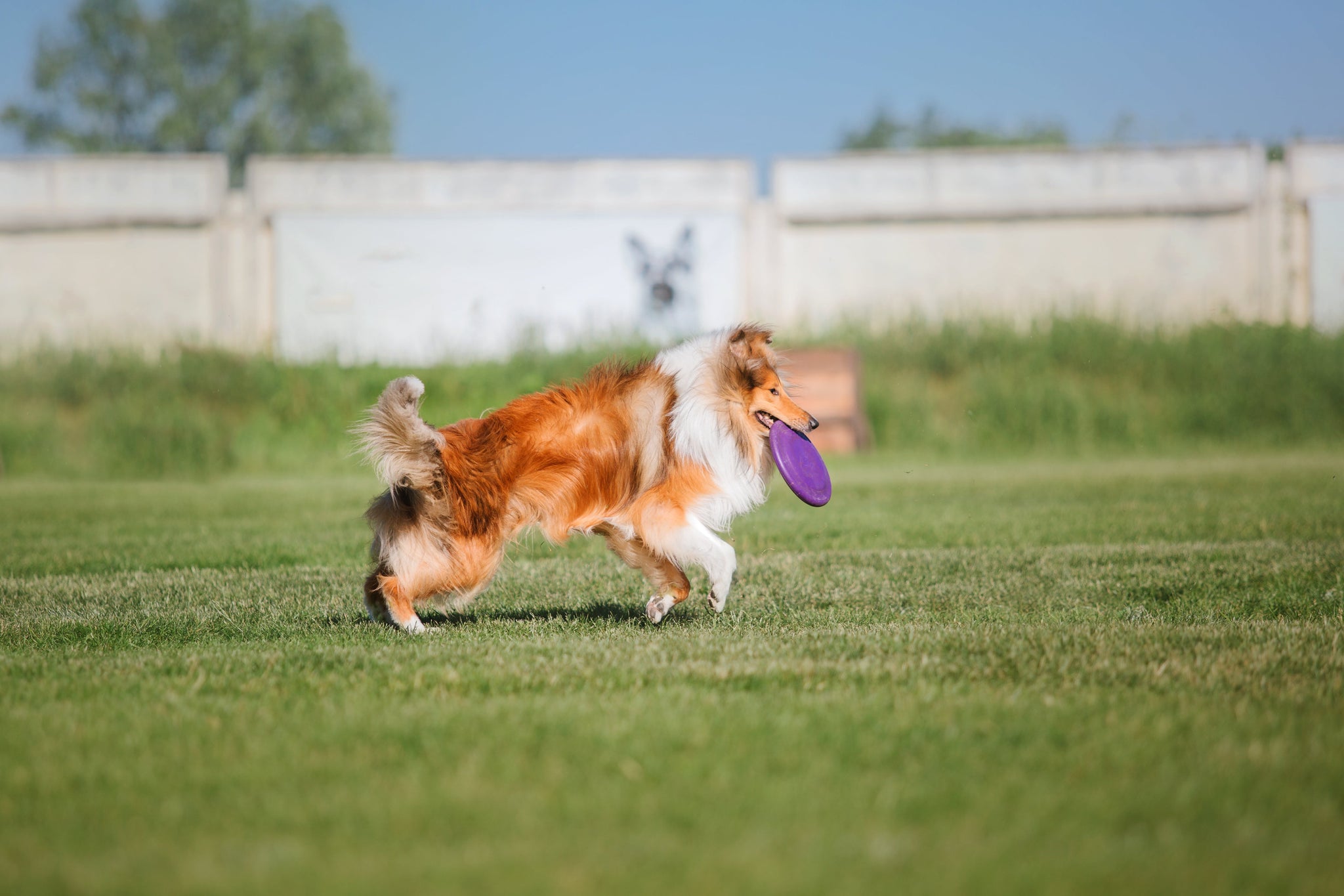 Sports d'été pour chiens : Disc Dog
