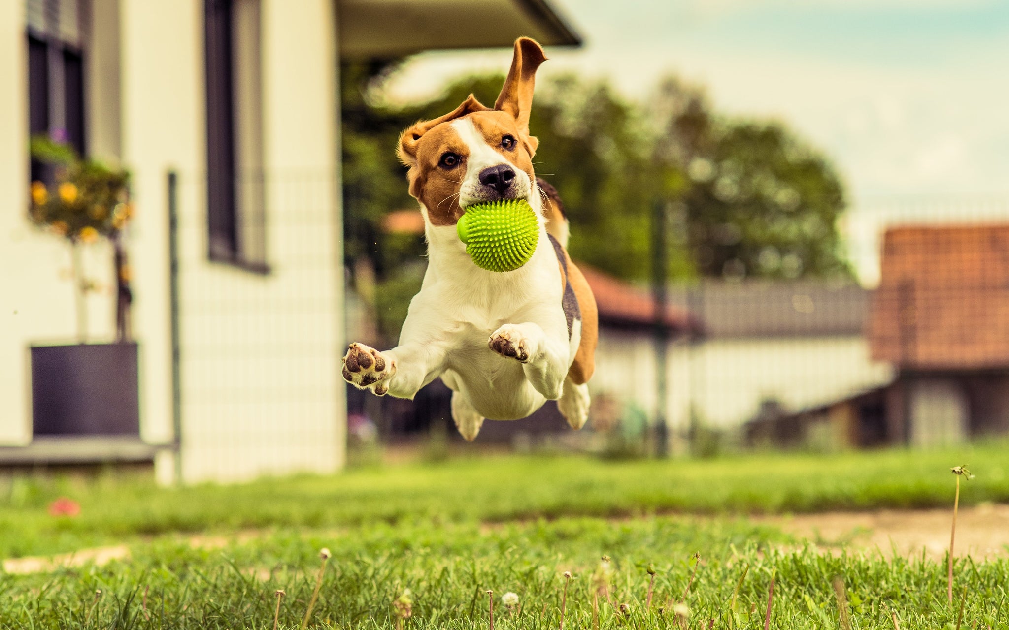 Summer dog sports :Flyball