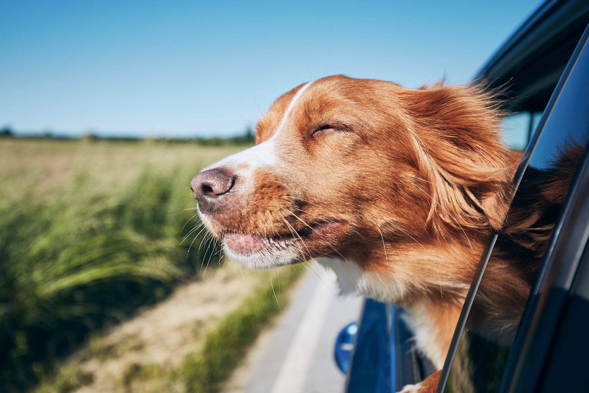 Places to travel with your dog