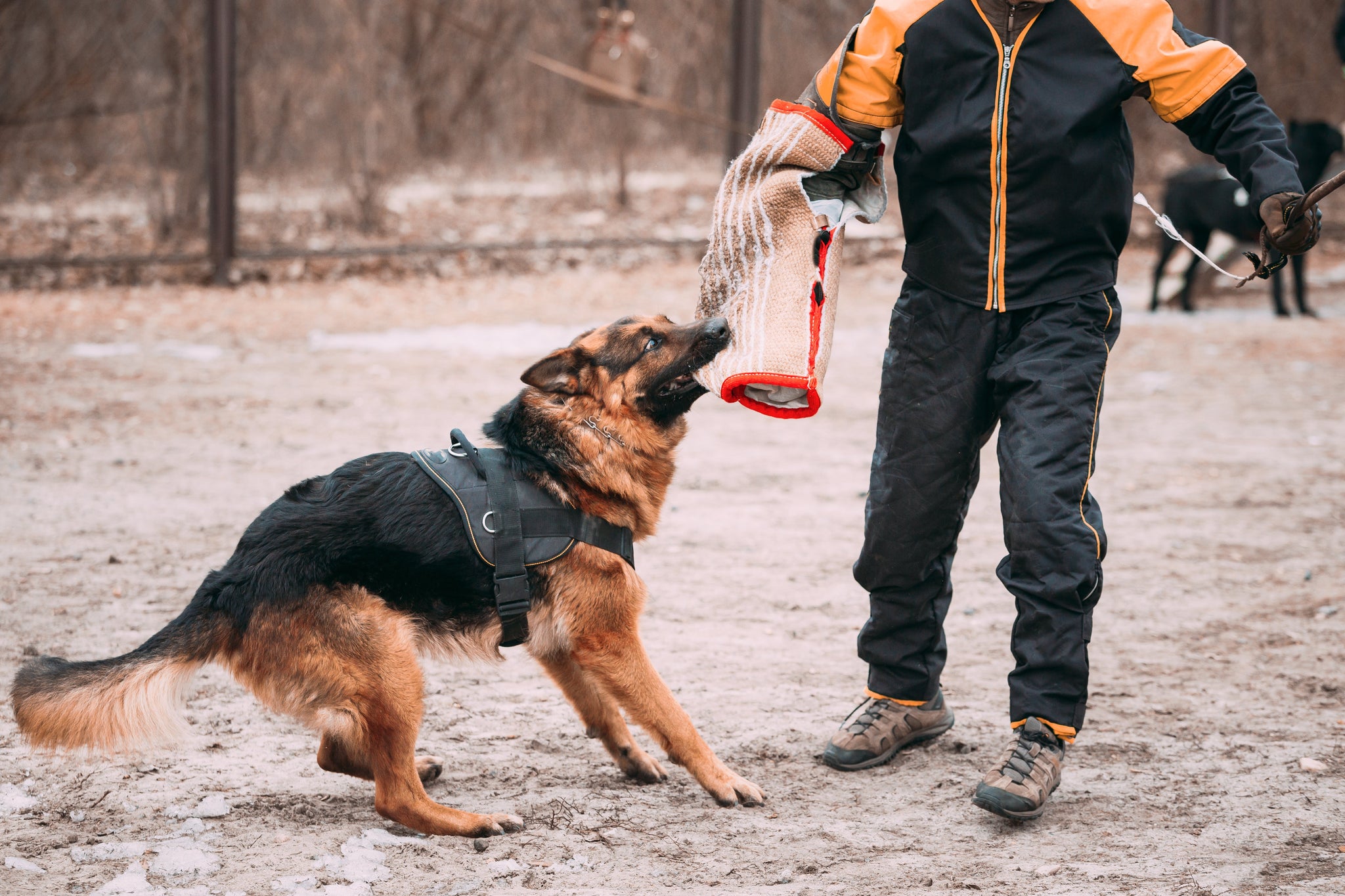 The Importance of Training Working Dogs