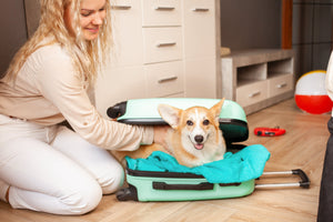 Dog-friendly hotels and accommodations
