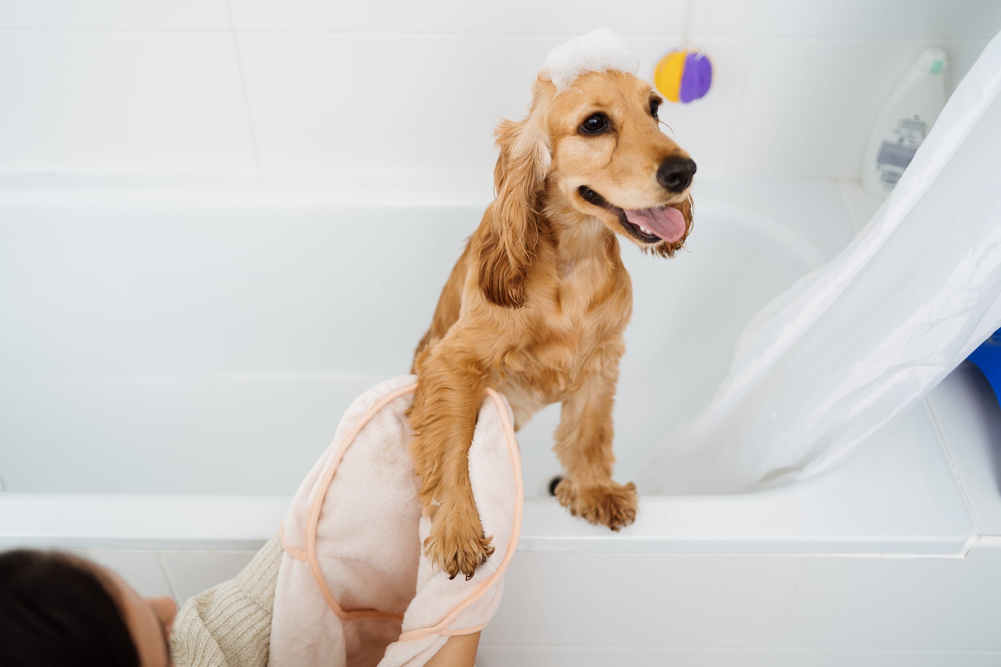 Dog Care : Grooming