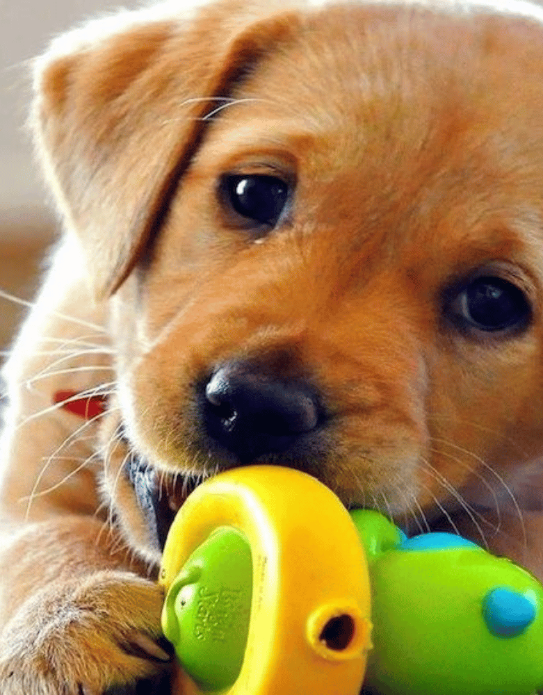 Labrador puppy happily chewing his toys. That's something you wont forget with your Dog Gear Bags.
